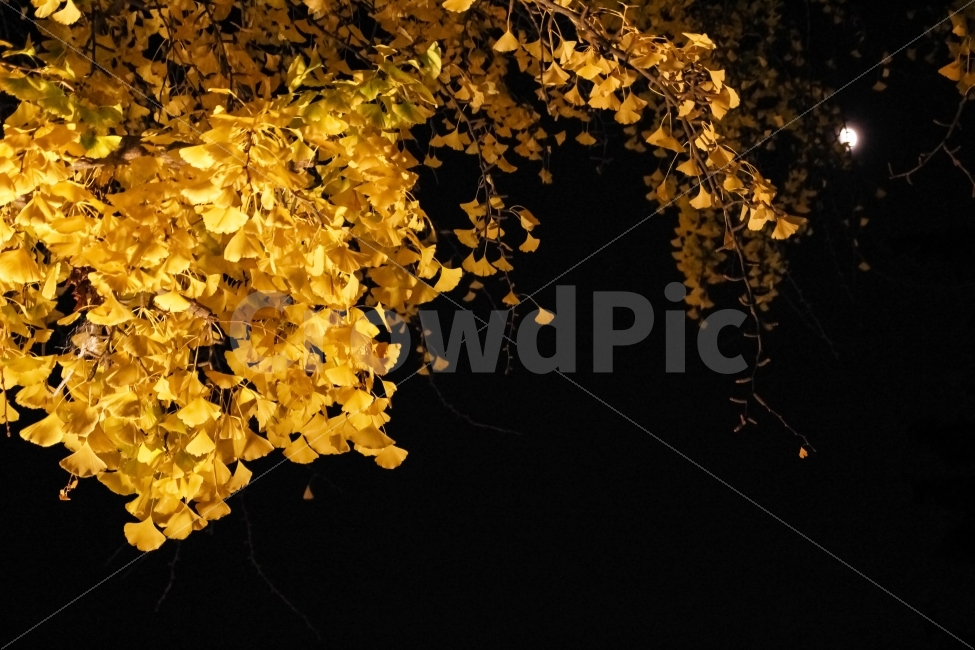 가을,은행잎,은행나무,야경,나무,가을,계절,fall,autumn,season,식물,자연,plants,nature,야경,밤,풍경,nightscape,night,landscape,plant,leaf,잎
