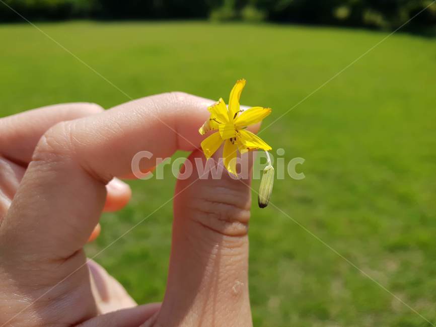 꽃,노란,손가락,flowers,finger