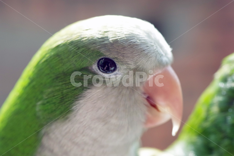 앵무새,봄,동물,조류,한스마카우,퀘이커,PARROT,MACAW,QUAKER,SPRING,동물,animal,조류,새,birds