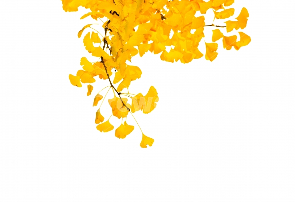단풍,은행,은행나무,은행잎,노랑,노랑색,노랑물결,사랑,가을,계절,fall,autumn,season,식물,자연,plants,nature,누끼,remove background,art,미술