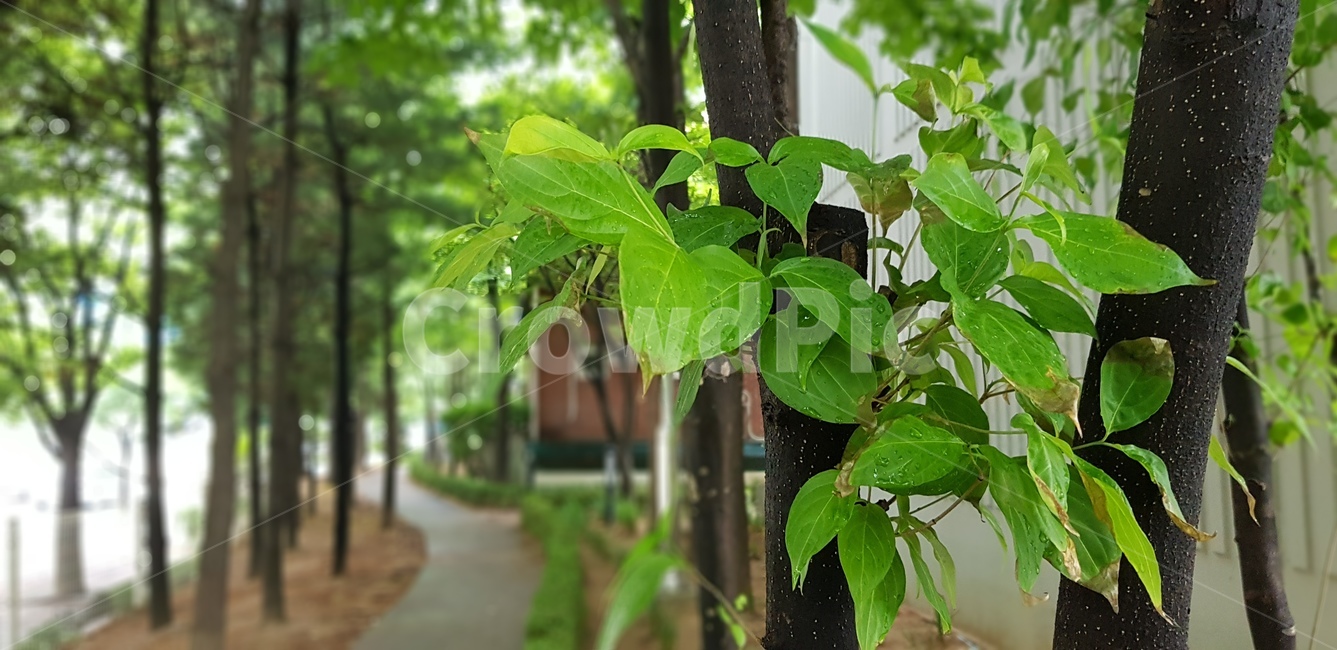 푸른오솔길,산책길,둘레길,봄,숲길