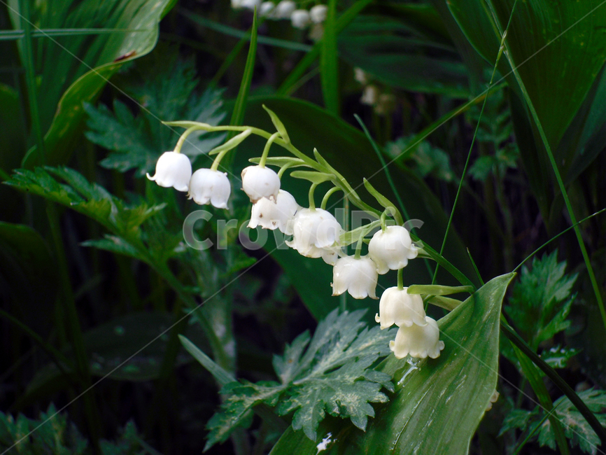 wildflower,flowe,은방울꽃,흰야생화,숲속꽃,은방울