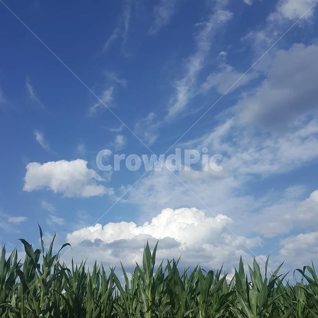 하늘,밭,옥수수밭,구름,여름,자연,summer,sky
