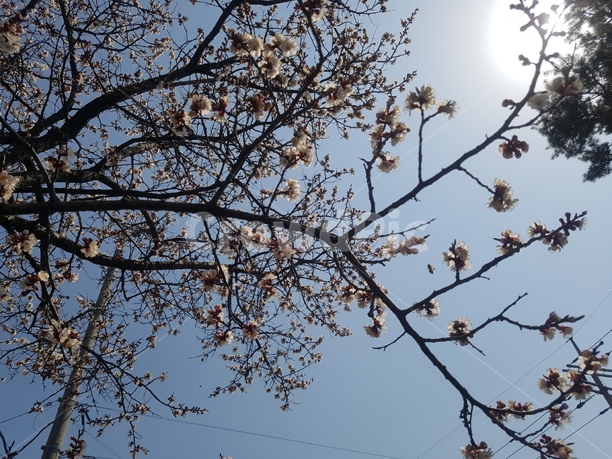 벚꽃,벚꽃축제,파란,밝은,따사로운,따뜻한,햇살,봄,계절,spring,season,식물,자연,plants,nature,꽃,flower