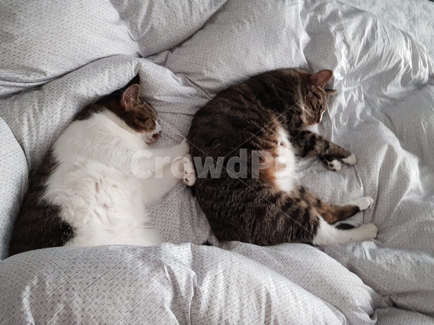 고양이,잠자는고양이,반려동물,고양이가족,뚱뚱한고양이,순한고양이,cat,cats,동물,animal,포유류,mammal,고양이,cat,kitten,kitty