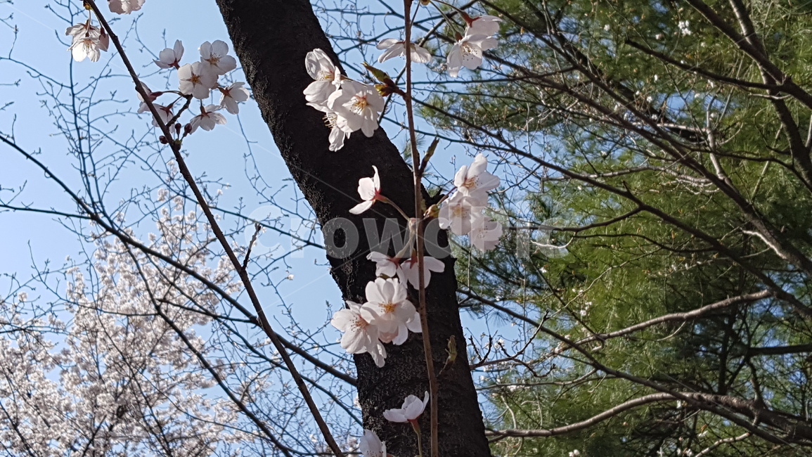 꽃,벚꽃,봄,봄날,공원,이쁨