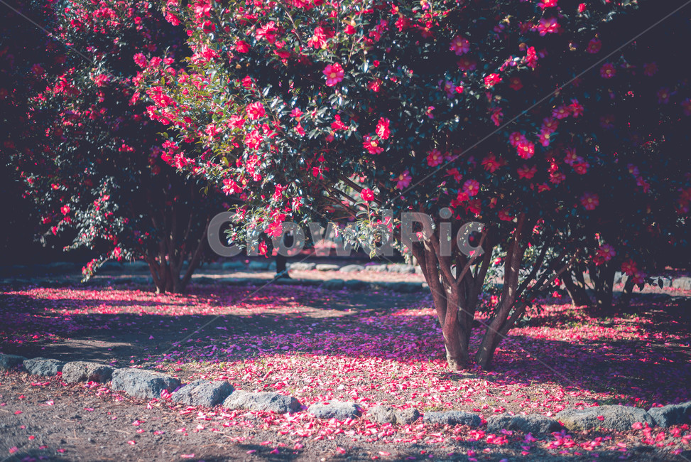 petal,꽃잎,blossom,plant,식물,flower,꽃,tree,나무,식물,자연,plants,nature,꽃,flower