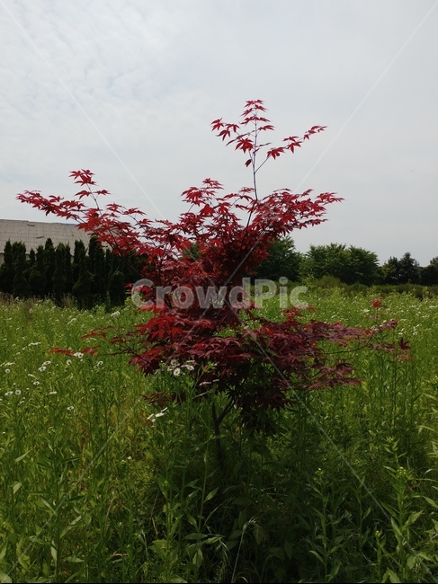 단풍나무,정원수,조경목,단풍나무과,낙엽활엽교목,무환자나무목,홍단풍,꽃단풍,아기단풍