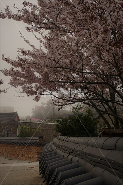 꽃,벚꽃,자연,식물,나무,기와집,담벼락,분홍색,안개,마을,황토,감성,서정,trees,pink,nature,flower,봄,spring,season,계절,풍경,자연풍경,봄,계절,spring,season,한국전통,한국문화,korean traditional,korean culture,건축물,건물외관,exterior,building,structure,architecture,construction,plant