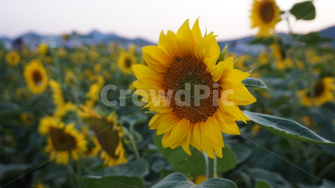 해바라기,꽃,눈물,풍경,식물,plant,flower,식물,자연,plants,nature,꽃,flower