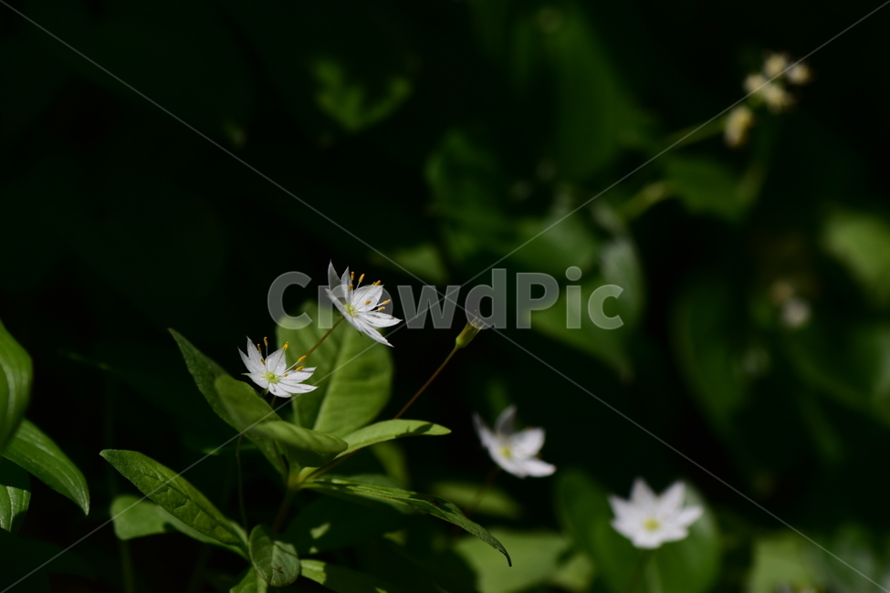참기생꽃,야생화,식물,자연,생태,꽃,힐링,플라워,wildflower,flower,plants,nature,season,감성,느낌,emotion,feeling,앵초목,앵초과,기생꽃속,여러해살이풀,희귀식물