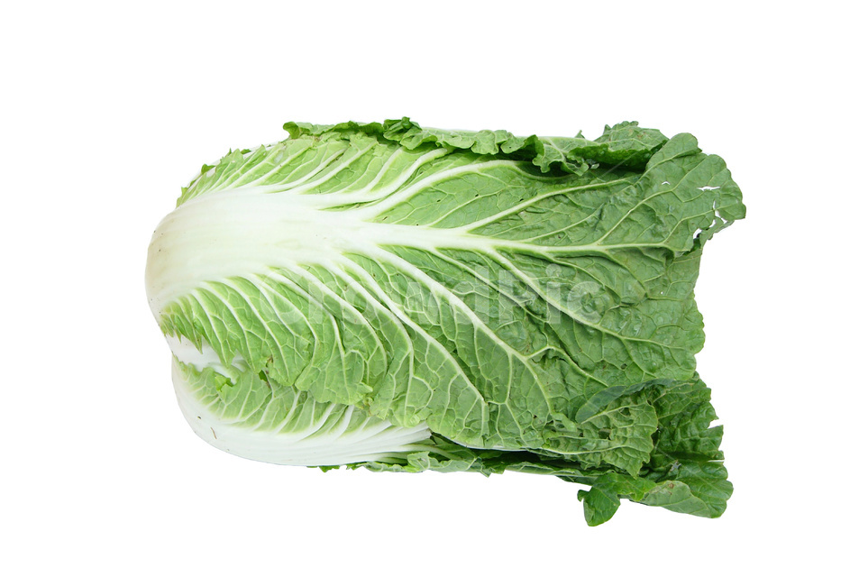 배추,배추한포기,야채,채소,배추재배,배추농사,채소,야채,vegetables