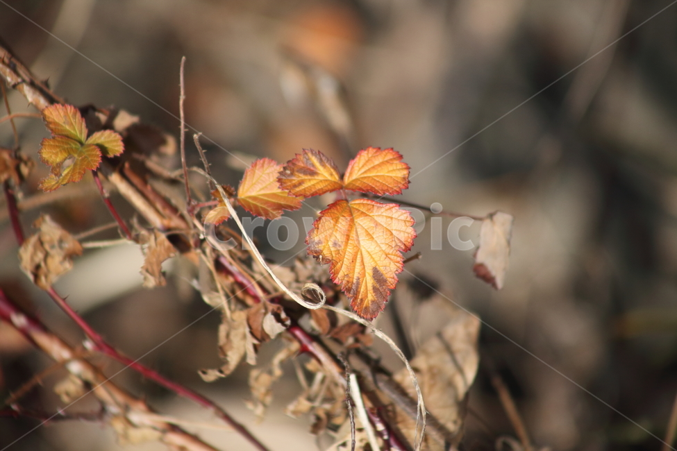단풍,잎,식물,가을,redleaves,가을,계절,fall,autumn,season,veins,정맥