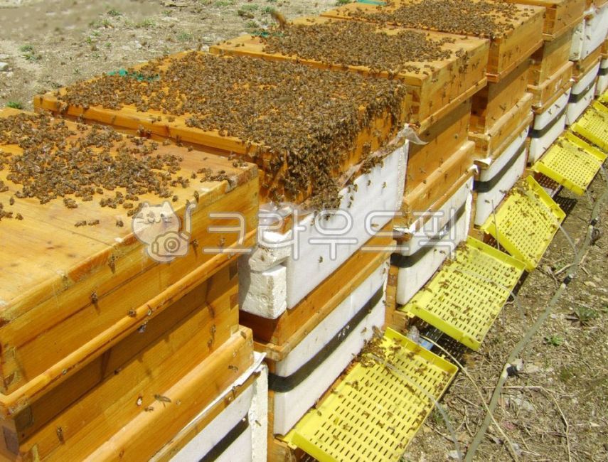 양봉장,꿀벌,벌통,벌키우기,자연