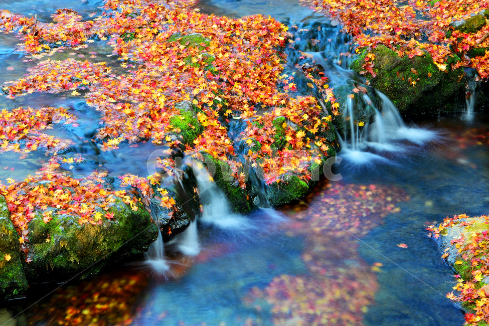 water,물,waterfall,폭포,추색,계곡,가을,단풍,단풍잎,계절,nature,자연,outdoors,scenery,풍경,landscape,경치,plant,식물,leaf,잎,maple,가을,계절,fall,autumn,season