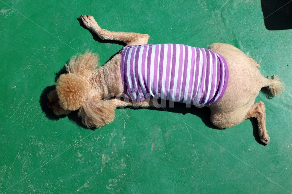 강아지,푸들,일광욕,개팔자,녹색,엎드려,휴식,동물,animal,포유류,mammal,개,강아지,dog,doggy