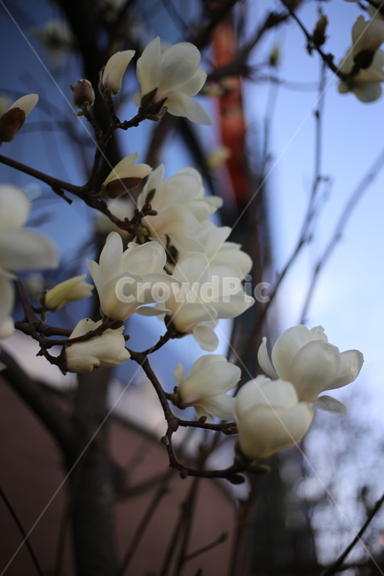꽃,꽃잎,봄,plant,식물