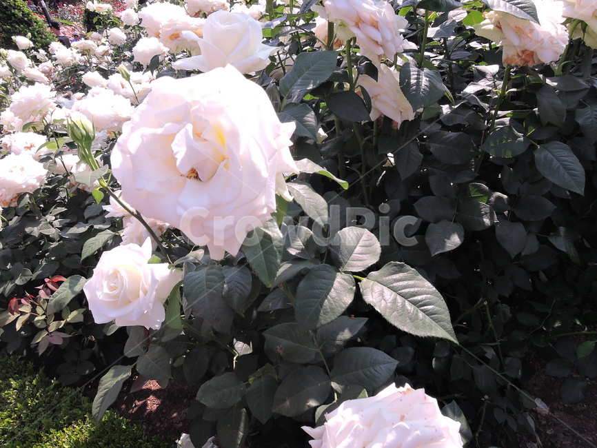 장미,장미원,장미꽃,flower,rose,꽃,식물,화원,장미공원,공원,식물,자연,plants,nature,꽃,flower