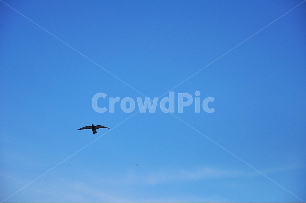 하늘,새,구름,여름,자연,배경,동물,animal,조류,새,birds