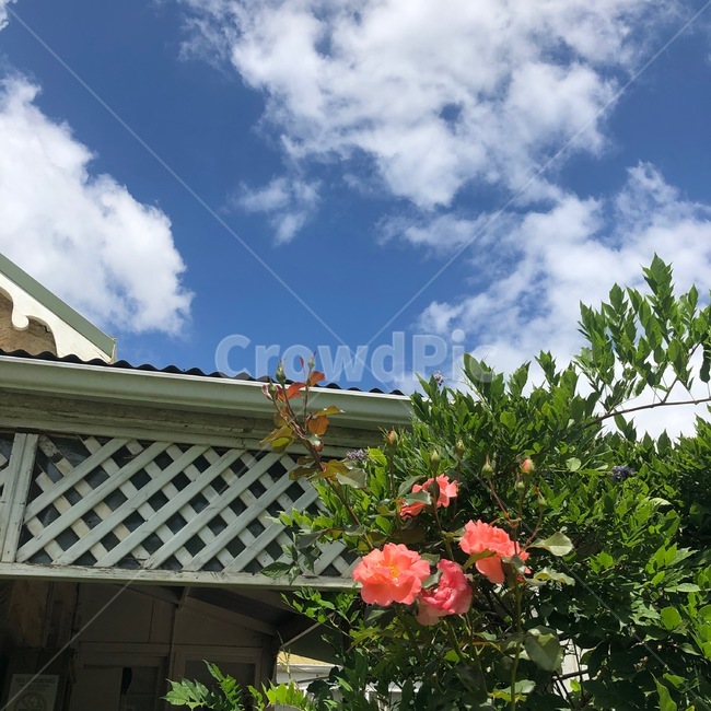 장미,꽃,자연,하늘,맑음,구름,rose,flower,nature,sky,sunny,식물,자연,plants,nature,꽃,flower