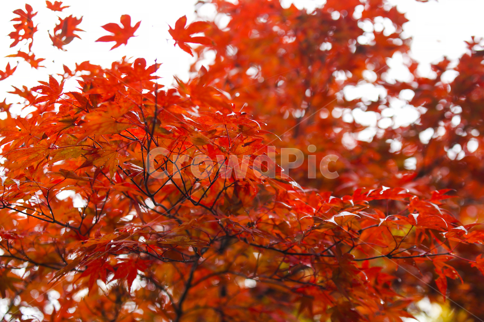 가을,단풍,낙엽,가을단풍,단풍나무,가을,계절,fall,autumn,season,식물,자연,plants,nature,나무,trees,wood,leaf,잎,plant,tree,maple