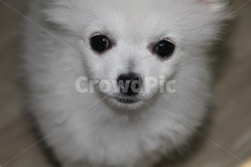 강아지,포메라니안,귀여운,포메라니안강아지,이쁜강아지,동물,animal,포유류,mammal,개,강아지,dog,doggy