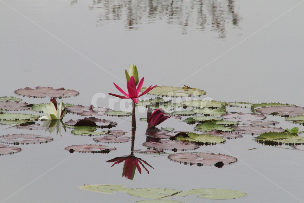 연,수련,꽃,식물,waterlily,식물,자연,plants,nature,꽃,flower