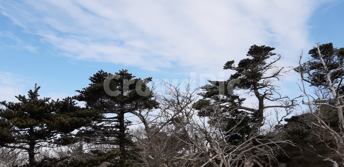 제주,한라산,영실코스,구상나무,겨울,고사목,자연,풍경,nature,landscape,tree,나무,plant,식물