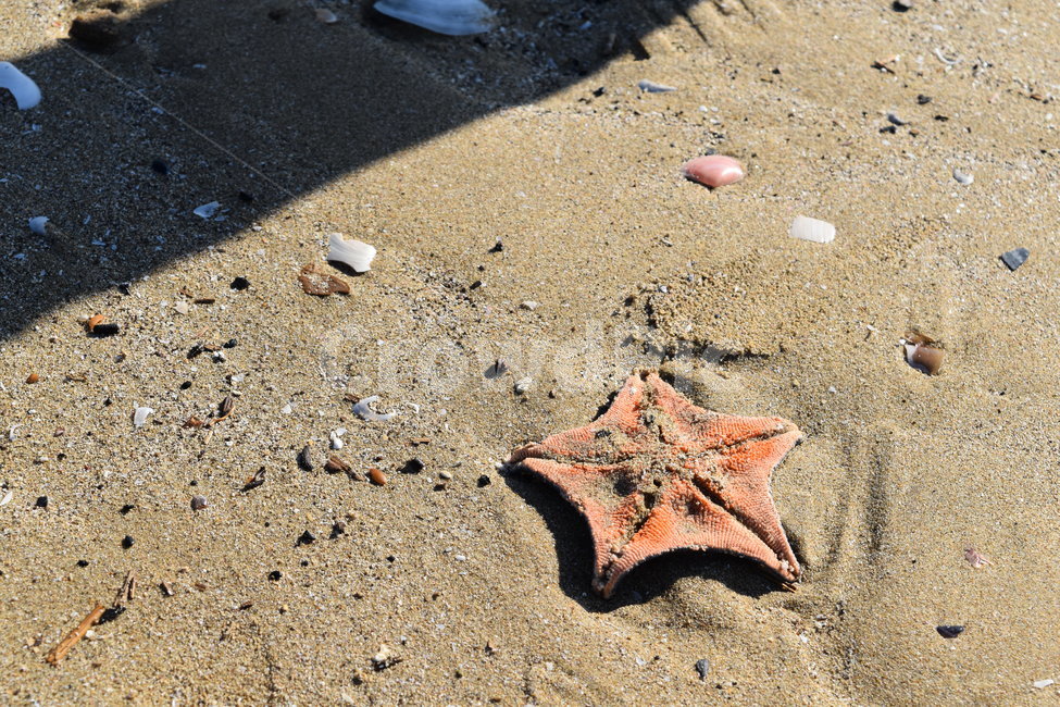 불가사리,바다,모래사장,해수욕장,해변,모래,그림자,beach,sand,starfish,해변,바다,beach,sea
