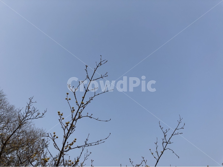 나무,나뭇가지,하늘,봄,바탕화면,배경화면,꽃망울,Flower,Tree,Sky,spring,Blue,봄,계절,spring,season,식물,자연,plants,nature,꽃,flower