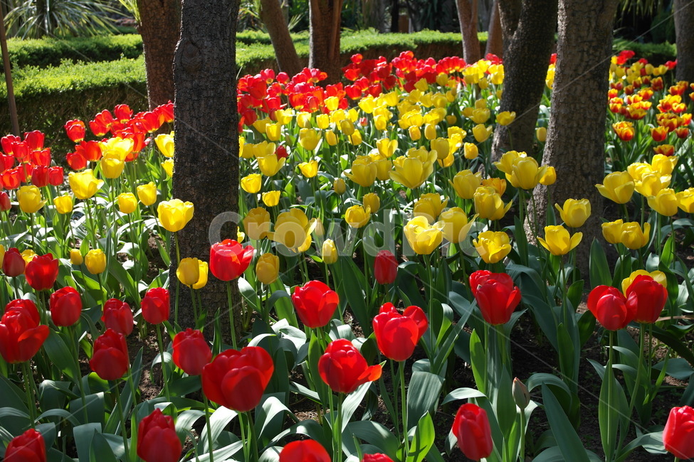 제주도,튤립,꽃,식물,flower,식물,자연,plants,nature,꽃,flower