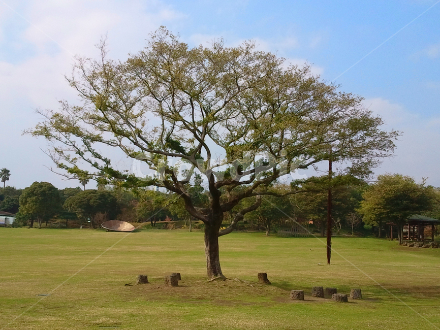 나무,식물,plant,tree,잔디,grass