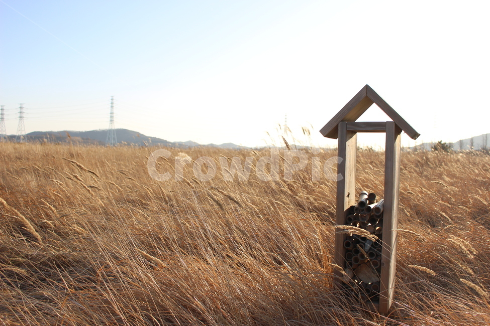 풍경,하늘,자연,갈대,갈대밭,가을,계절,fall,autumn,season,자연,풍경,nature,landscape,building,건물,rural,농촌,outdoors,옥외,housing,주택