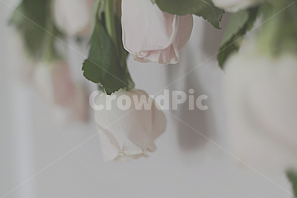 장미꽃,흰색장미,흰배경,드라이플라워,장미,식물,자연,plants,nature,꽃,flower