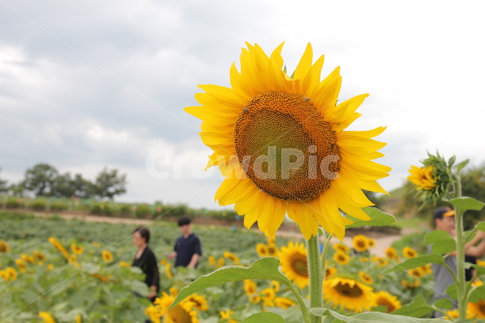 꽃,해바라기,꽃밭,한여름,노란잎,여름,계절,summer,season,식물,자연,plants,nature,꽃,flower,plant,blossom