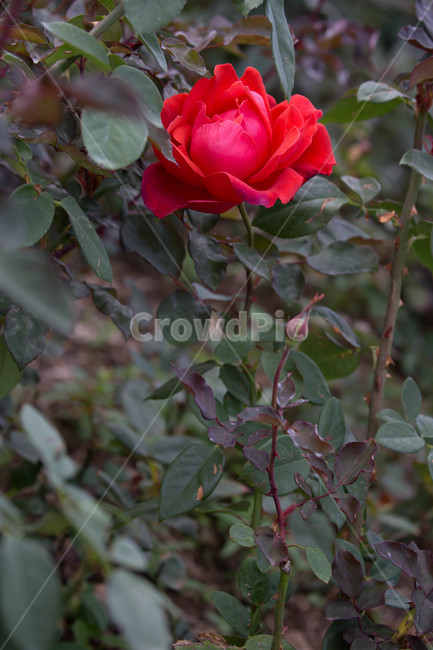 자연,가을,autumn,nature,한국,blossom,꽃,flower,rose,장미,식물,plant,식물,자연,plants,nature,꽃,flower