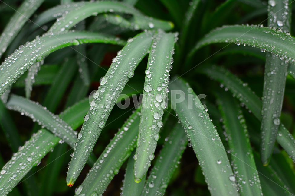 이슬,물방울,풀잎이슬,투명,빗방울,봄비,dew,water,맺히다,방울방울,plant,green,초록,싱그러운,신선한,맑은,아침이슬,해맑은,빗물,초본,영롱한,접사,마크로,클로즈업,fresh,clean,clear,natural,자연,식물,자연,plants,nature