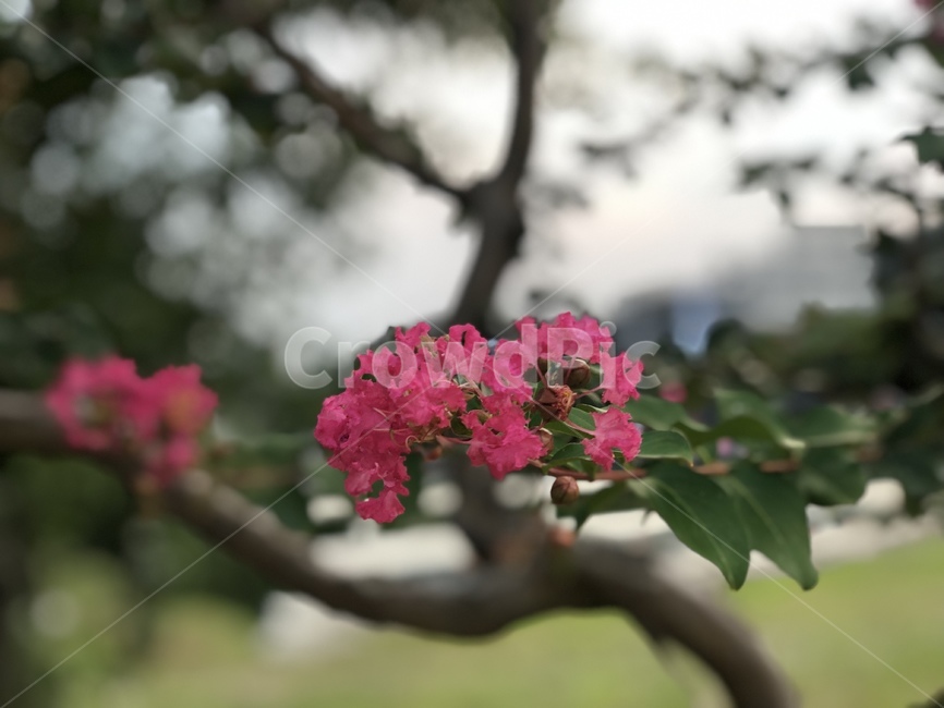 꽃,plant,식물,flower,blossom,식물,자연,plants,nature,꽃,flower