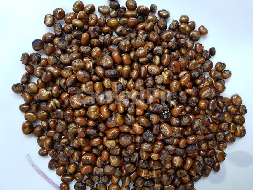 볶은옥수수,corn,콘,식물,야채,곡식,가을,농산물,농부,볶은콩,콩,food,옥수수