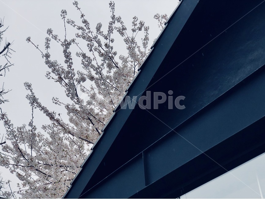 벚꽃,꽃,삼청동,파란색,비,오후,봄,계절,spring,season,건축물,건물외관,exterior,building,structure,architecture,construction,nature,자연,ice,빙,outdoors,옥외