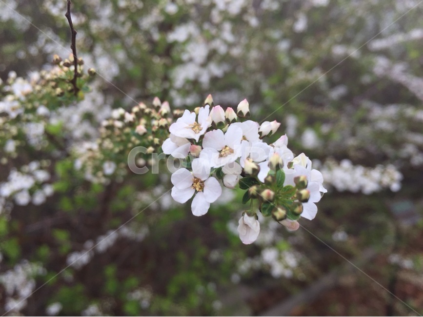 꽃,공원,봄,식물,초록,봄,계절,spring,season,식물,자연,plants,nature,꽃,flower,plant,blossom
