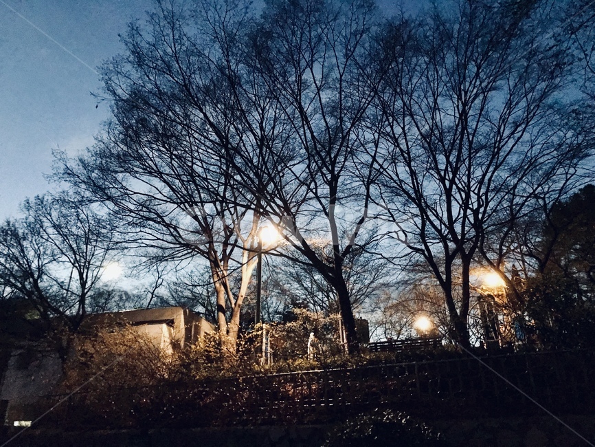 하늘,나무,저녁,밤,풍경,자연,구름,가로등,자연,풍경,nature,landscape,야경,밤,nightscape,night,flare,플레어,light,빛,sunlight,햇빛,outdoors,옥외