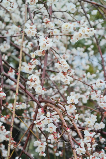 매화,봄꽃,봄,봄비,비,꽃,flower,blossom,plant,식물