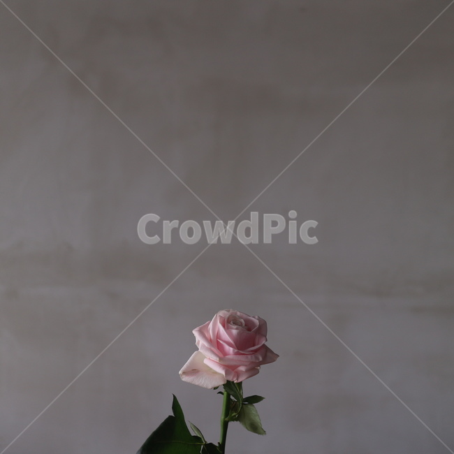 장미,pinkrose,rose,꽃,flower,꽃,flower