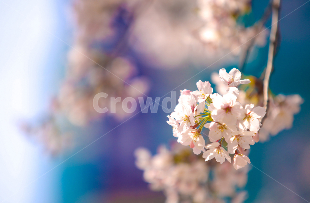 벚꽃,봄,srpingcherryblossom,꽃,계절,springseason,식물,자연,plantsnatureflower,봄,계절,spring,season,식물,자연,plants,nature,꽃,flower,감성,sensible,feeling,plant