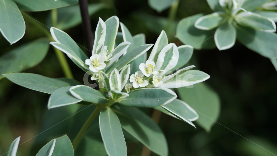 설악초,꽃,야생화,euphorbiamarginata,snowonthemountain