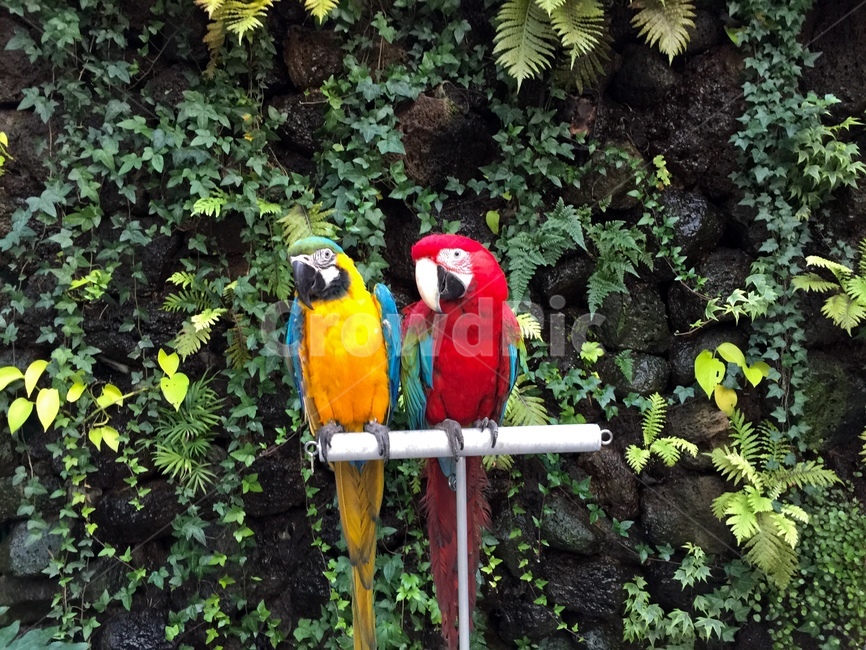 수에몽,앵무새,식물원카페,앵무새커플,앵무커플,동물,animal,조류,새,birds