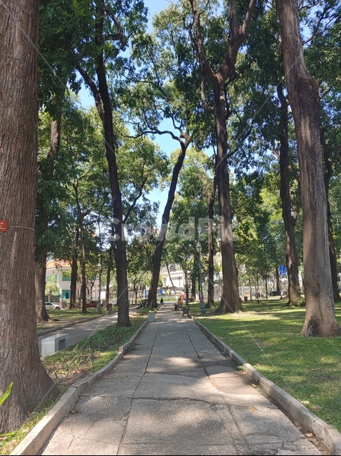 treetrunk,나무줄기,plant,식물,tree,나무,길,road,nature,park,자연,공원,경치,landscape,풍경,scenery,view