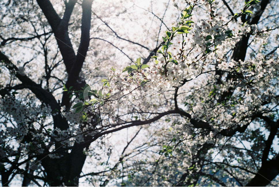 벚꽃,봄,꽃잎,필름,감성,감각,분위기,손,나무,감성사진,필름사진,풍경,그림자,아날로그,봄,계절,spring,season,식물,자연,plants,nature,꽃,flower,감성,sensible,feeling,휴식,힐링,rest,relaxation,healing,plant,blossom,cherry blossom
