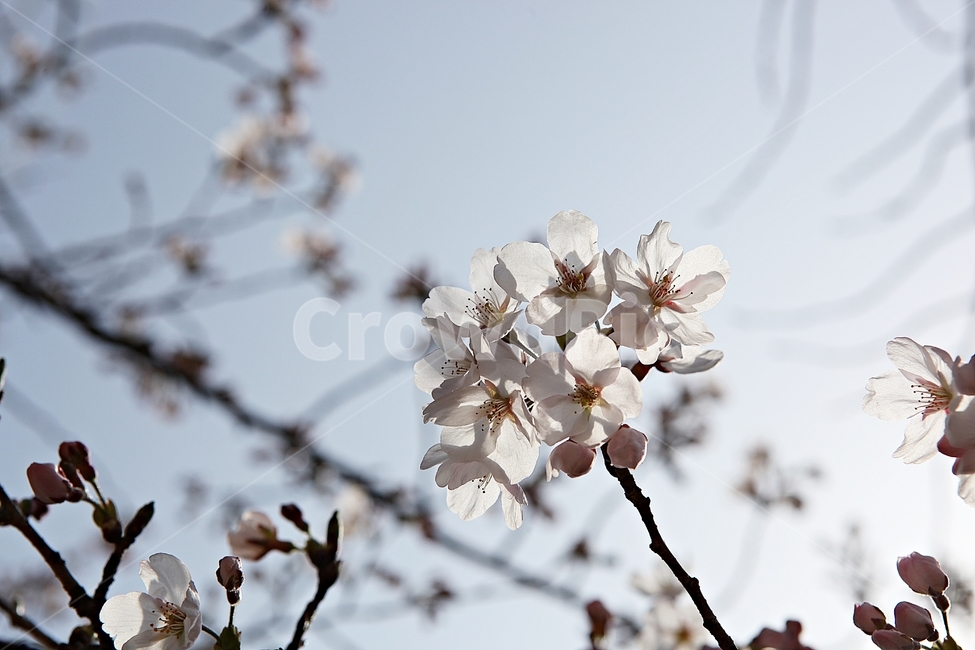벅꽃,벗나무,벗꽃잎,봄꽃,꽃잎,식물,자연,공원,식물,자연,plants,nature,꽃,flower